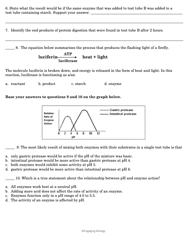 85 Restriction Enzyme Worksheet Answers 17