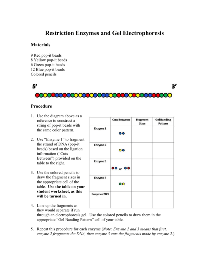 85 Restriction Enzyme Worksheet Answers 19