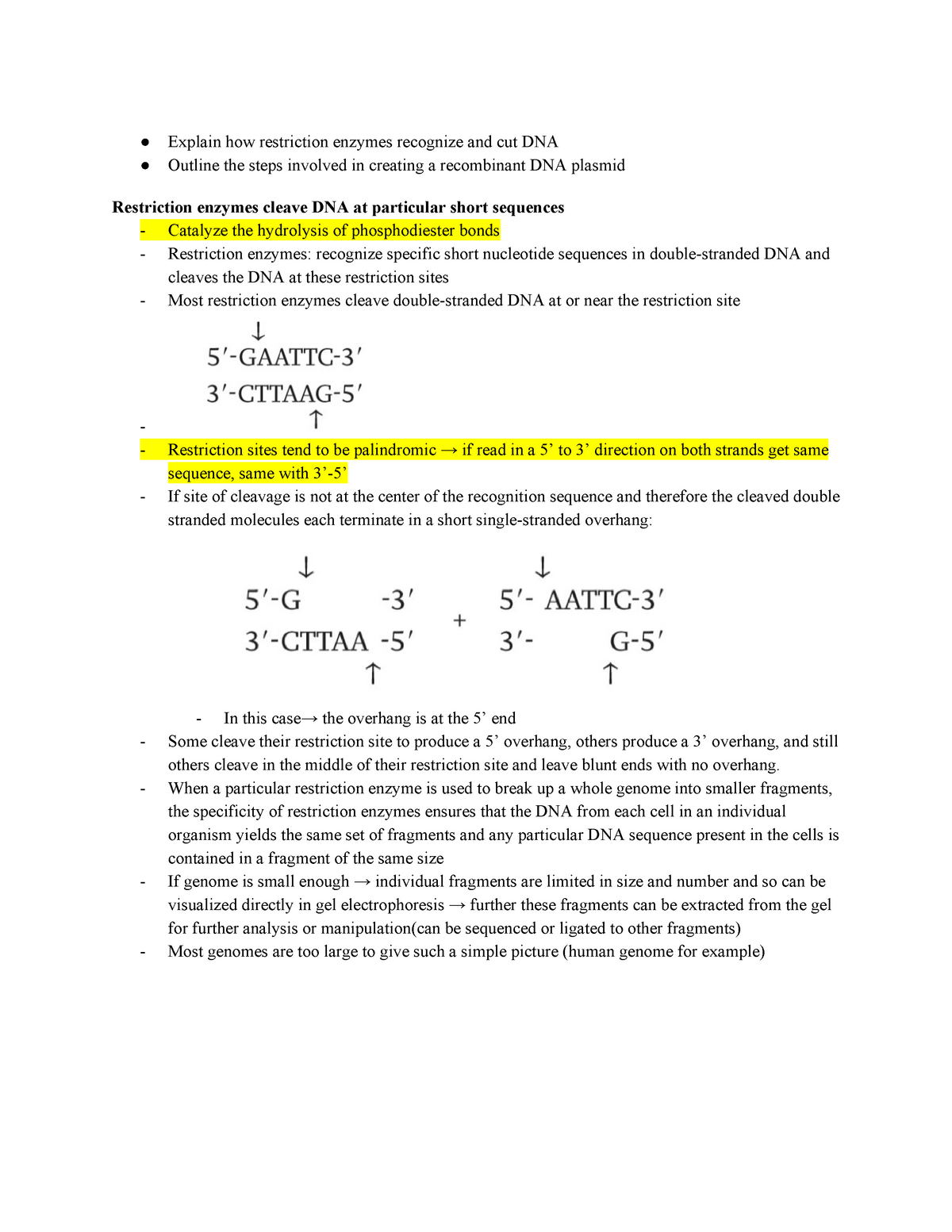 85 Restriction Enzyme Worksheet Answers 21