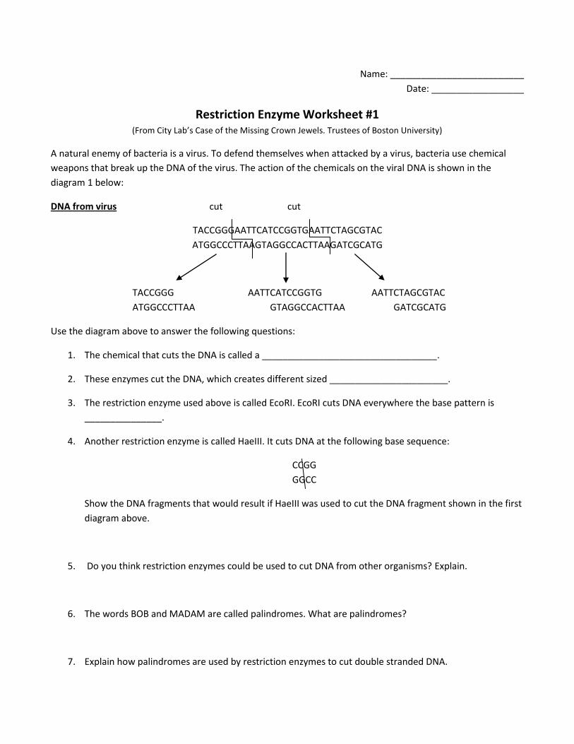 85 Restriction Enzyme Worksheet Answers 23