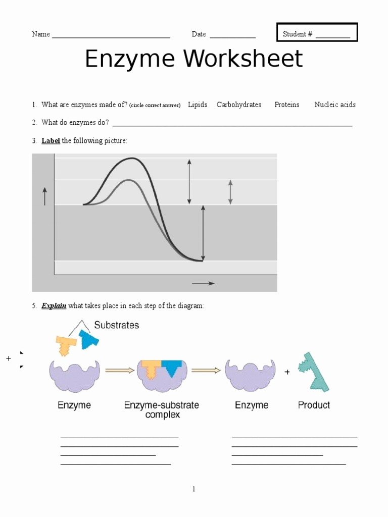 85 Restriction Enzyme Worksheet Answers 26