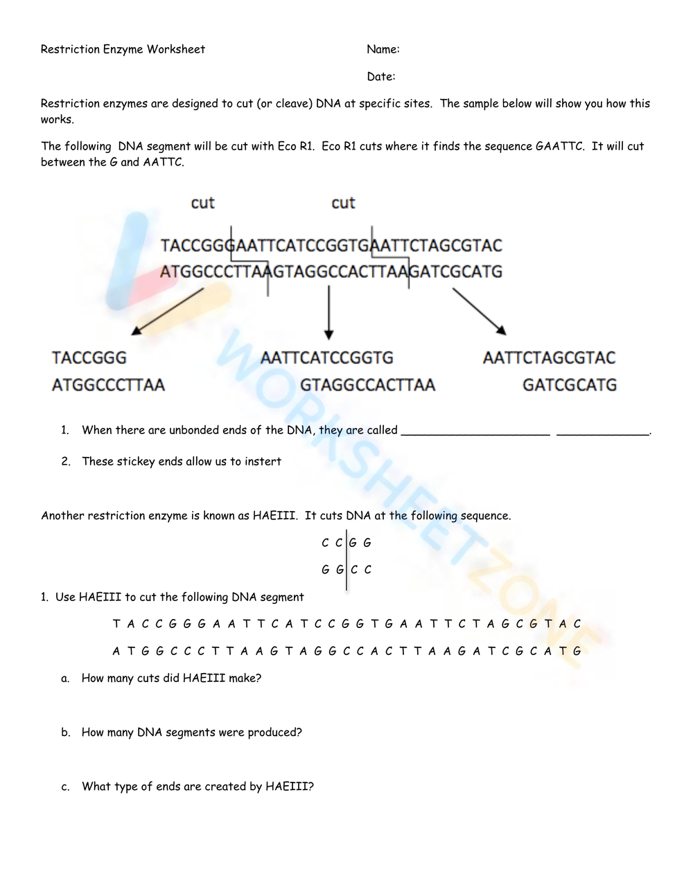 85 Restriction Enzyme Worksheet Answers 37