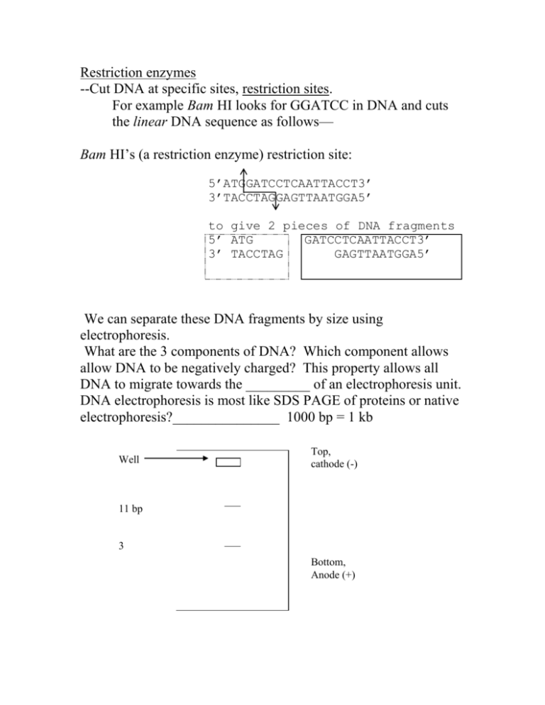 85 Restriction Enzyme Worksheet Answers 4