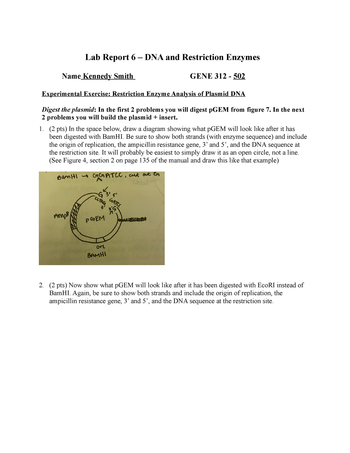 85 Restriction Enzyme Worksheet Answers 45