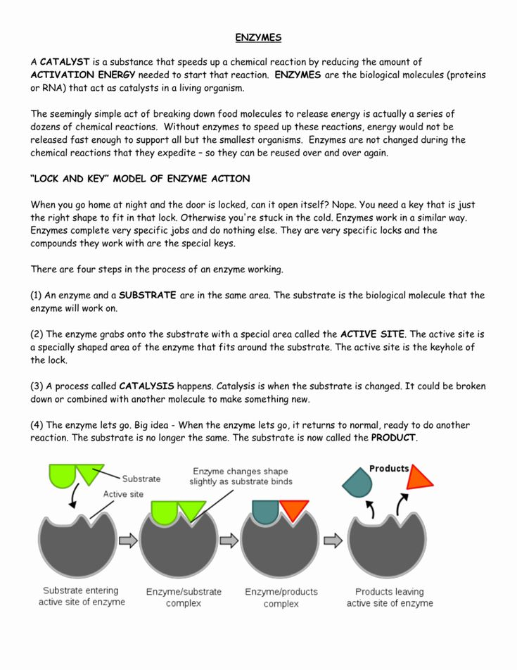 85 Restriction Enzyme Worksheet Answers 5