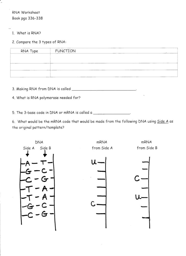 85 Restriction Enzyme Worksheet Answers 54