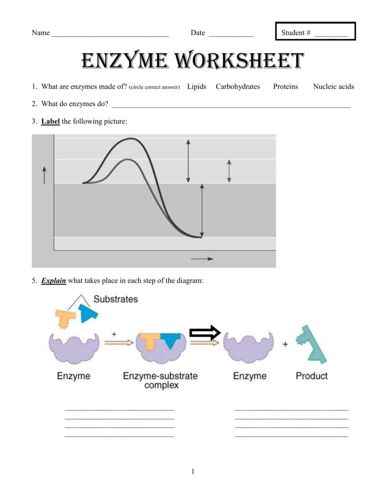 85 Restriction Enzyme Worksheet Answers 58