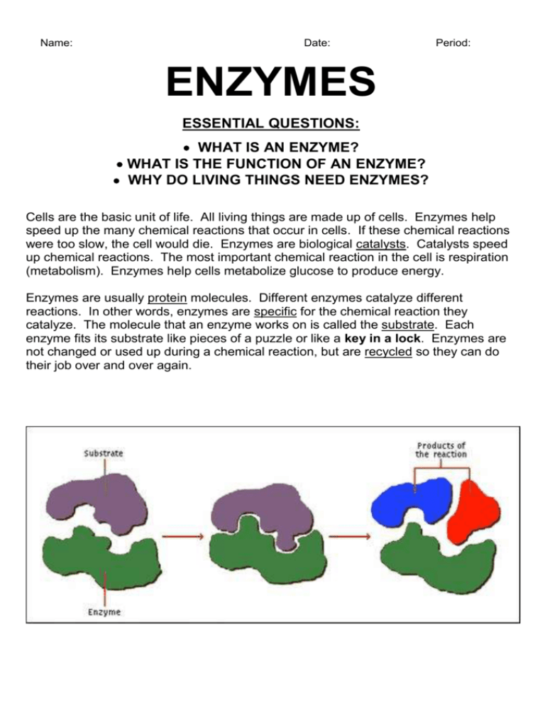 85 Restriction Enzyme Worksheet Answers 60