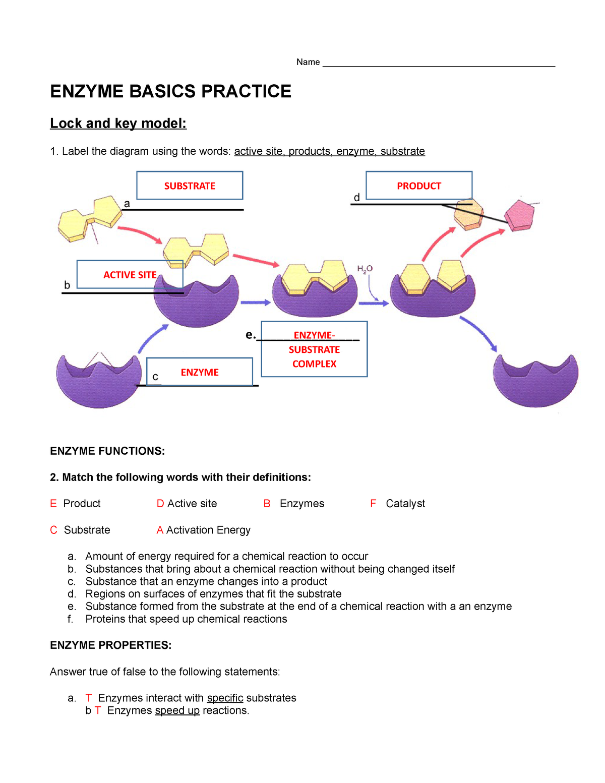 85 Restriction Enzyme Worksheet Answers 64