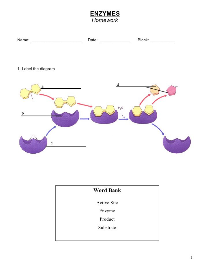 85 Restriction Enzyme Worksheet Answers 68