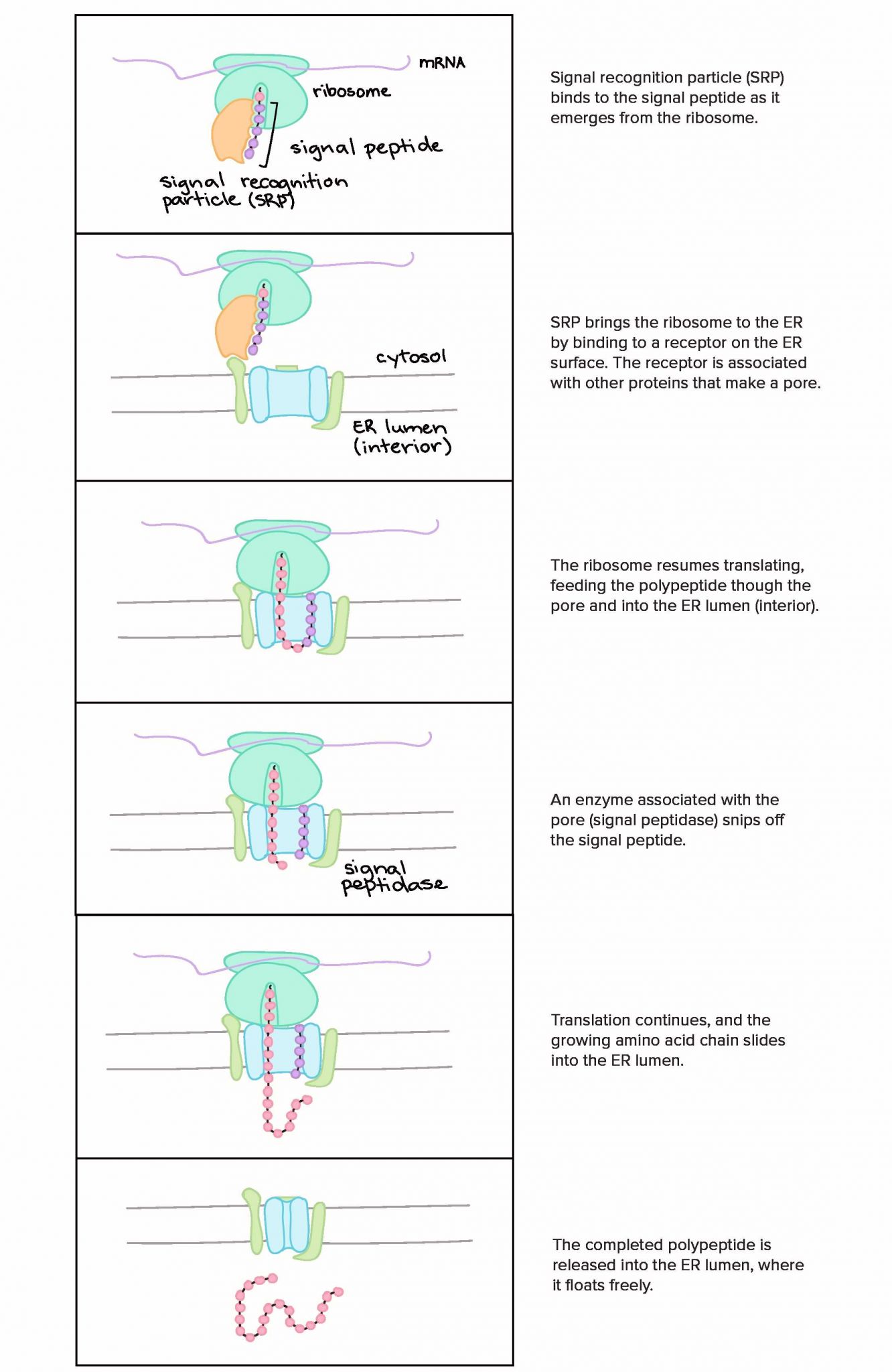 85 Restriction Enzyme Worksheet Answers 7