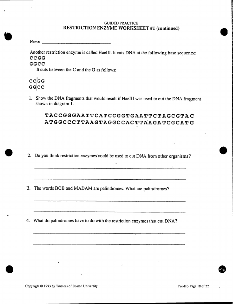 85 Restriction Enzyme Worksheet Answers 72