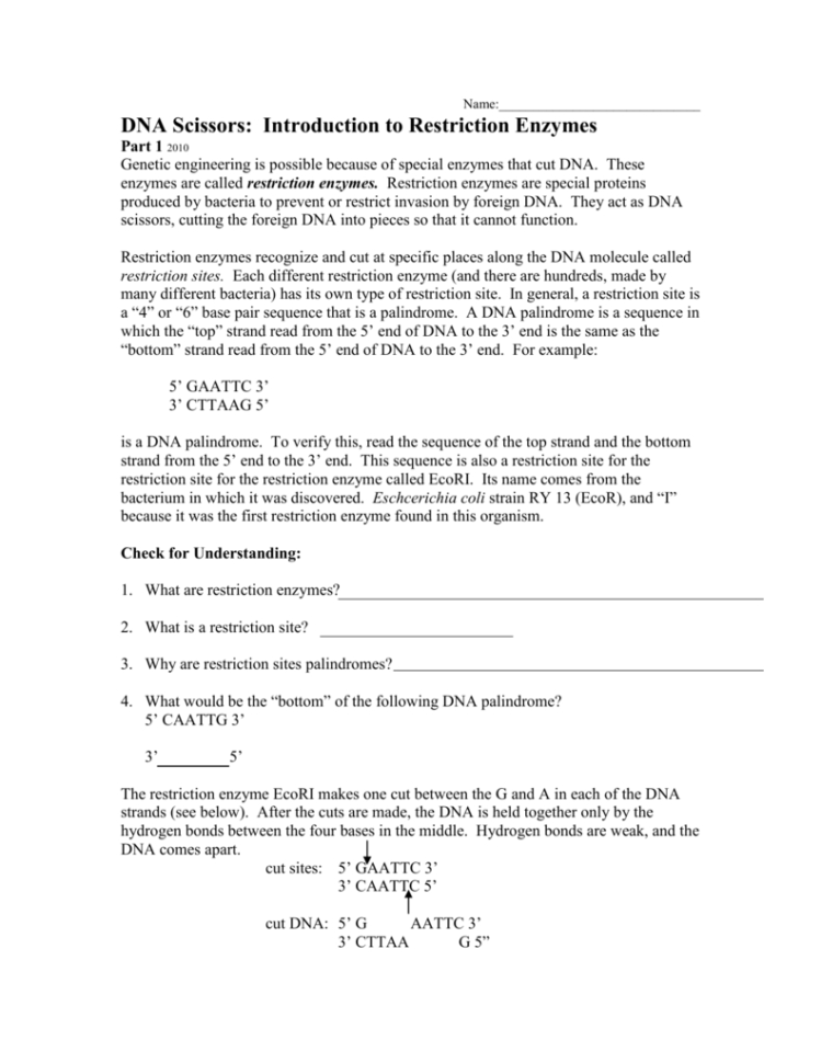 85 Restriction Enzyme Worksheet Answers 76