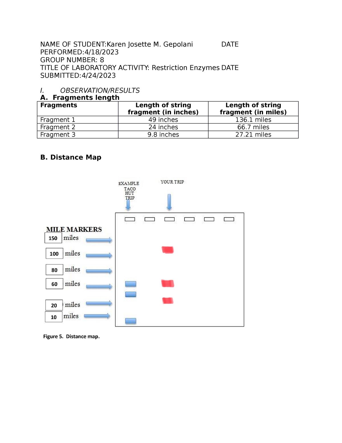 85 Restriction Enzyme Worksheet Answers 77