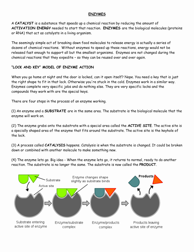 85 Restriction Enzyme Worksheet Answers 8