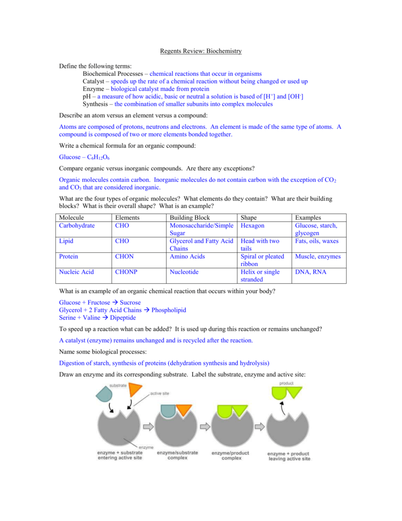 85 Restriction Enzyme Worksheet Answers 80