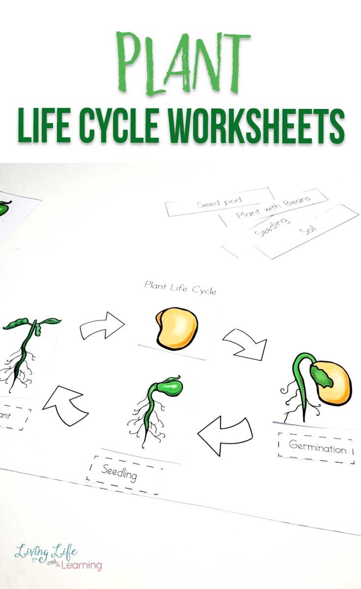 Get 85 Spring Life Cycle Worksheet Ideas 11