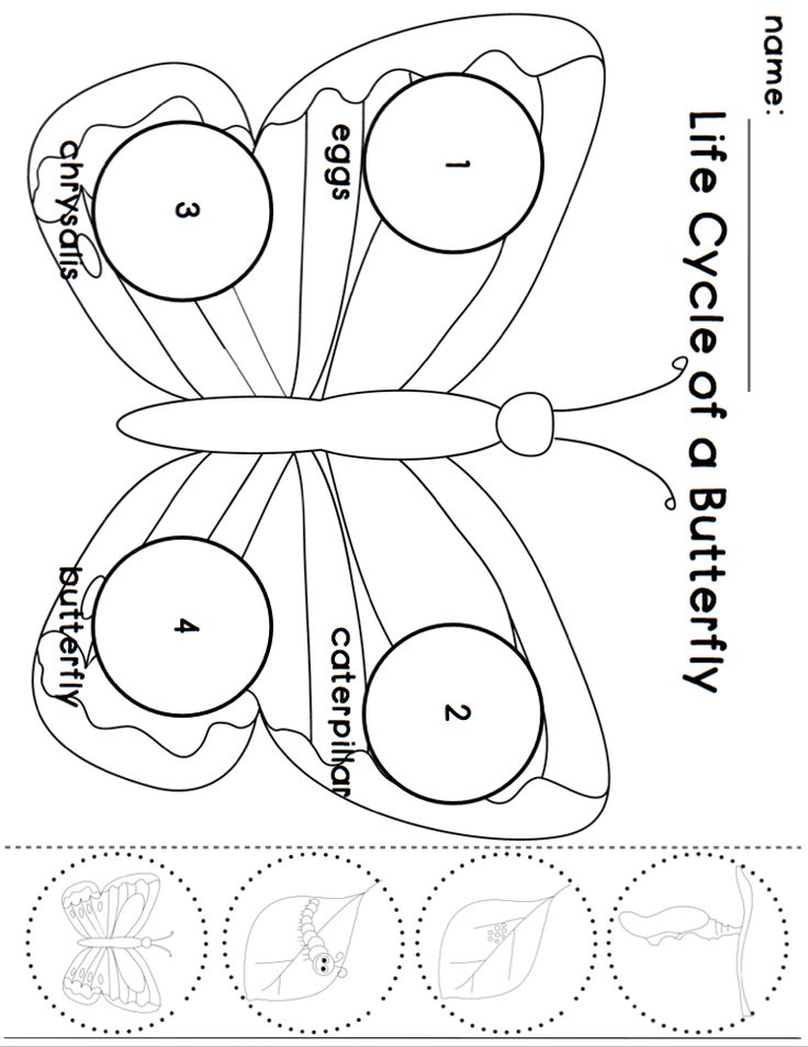 Get 85 Spring Life Cycle Worksheet Ideas 12