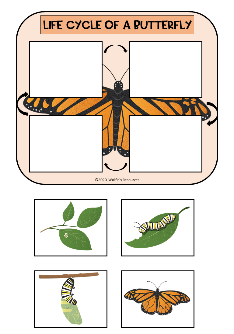 Get 85 Spring Life Cycle Worksheet Ideas 13