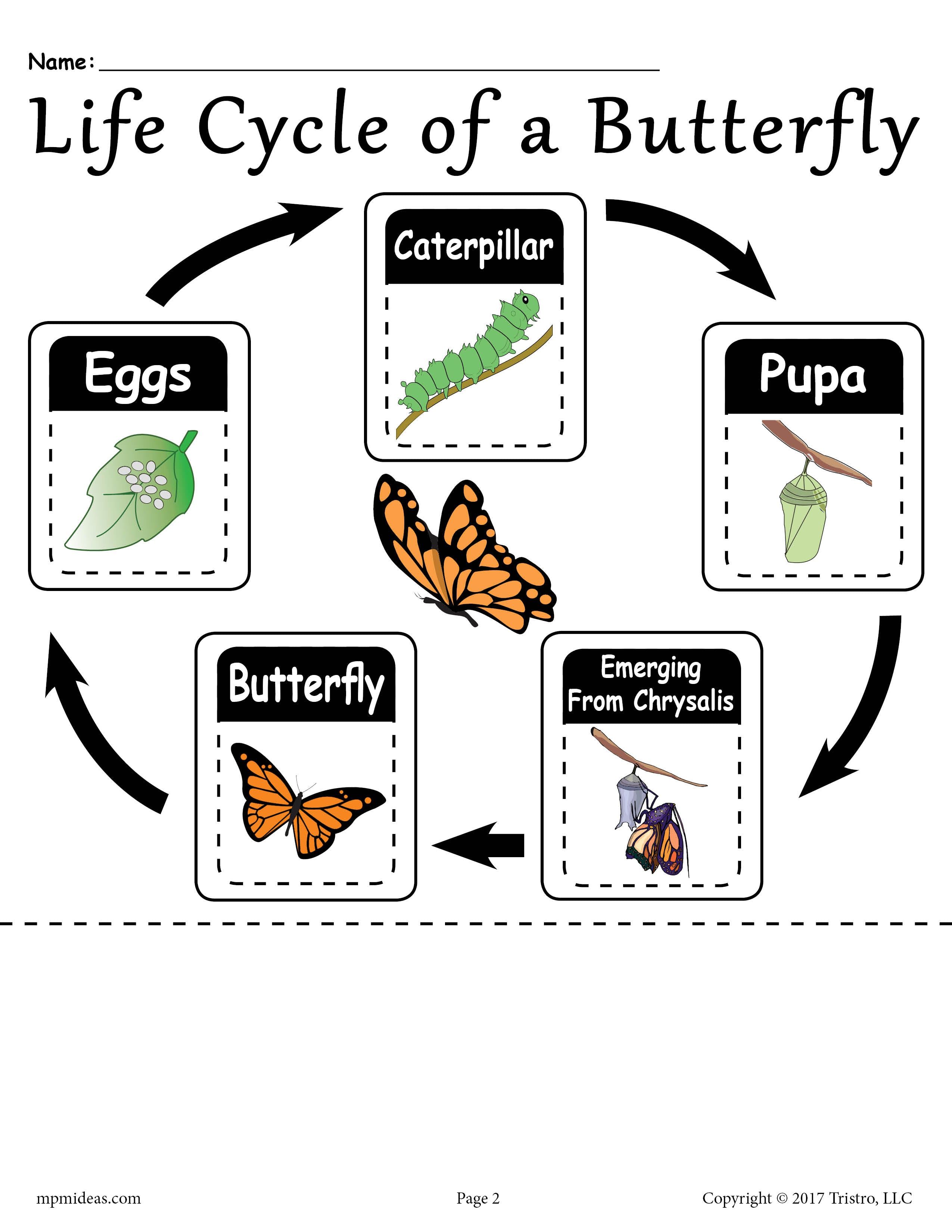 Get 85 Spring Life Cycle Worksheet Ideas 15