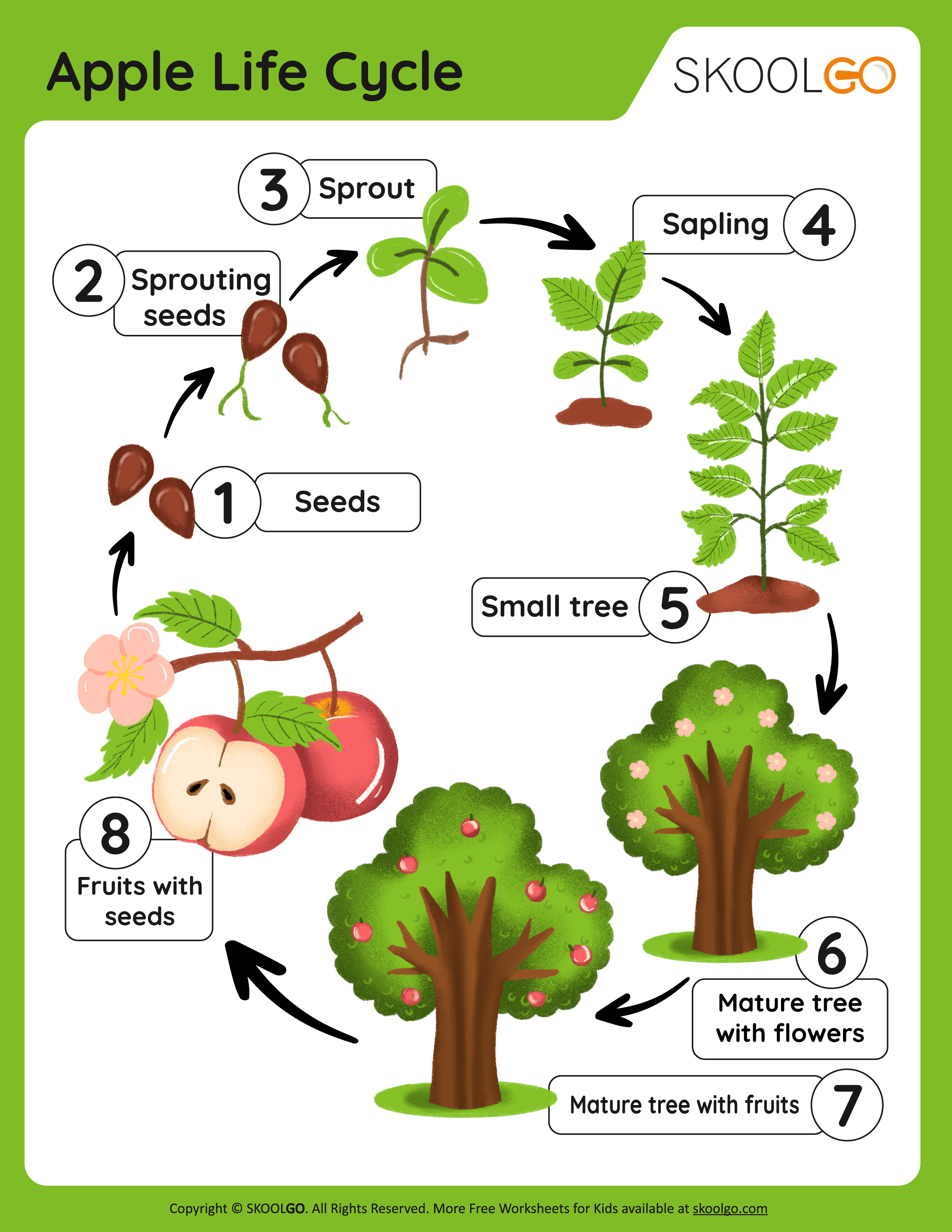 Get 85 Spring Life Cycle Worksheet Ideas 16