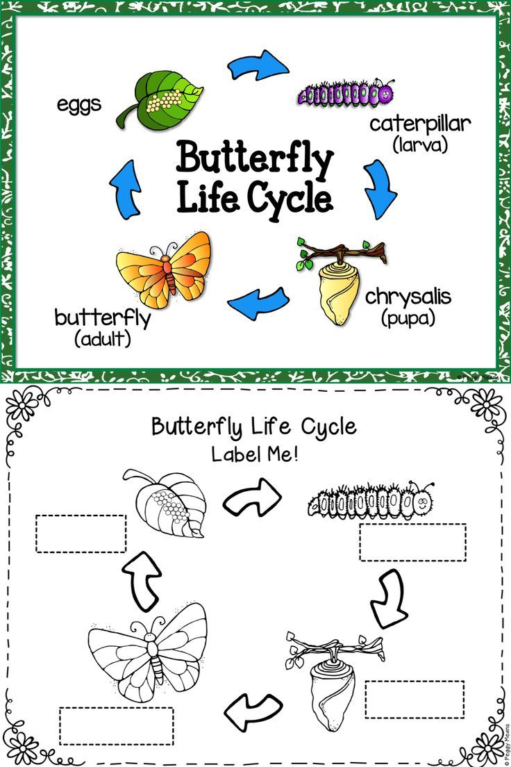 Get 85 Spring Life Cycle Worksheet Ideas 18