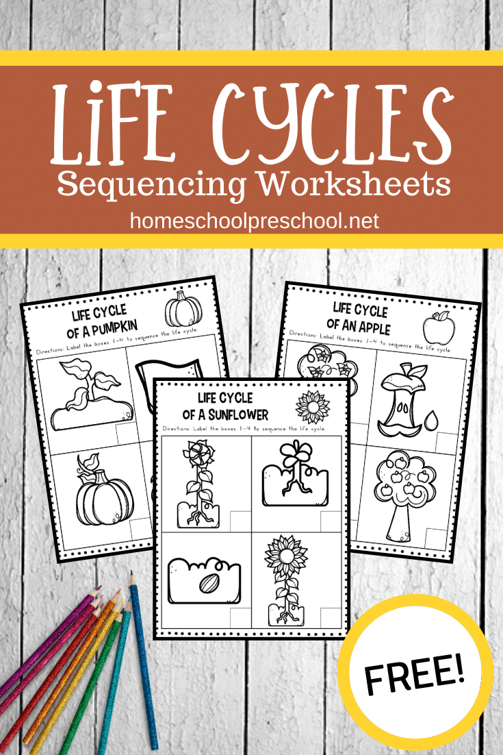 Get 85 Spring Life Cycle Worksheet Ideas 27