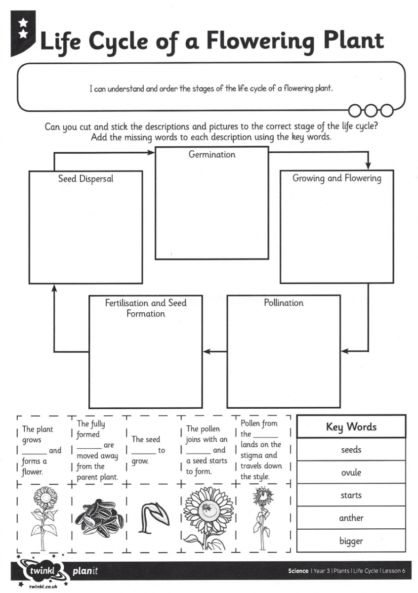 Get 85 Spring Life Cycle Worksheet Ideas 28