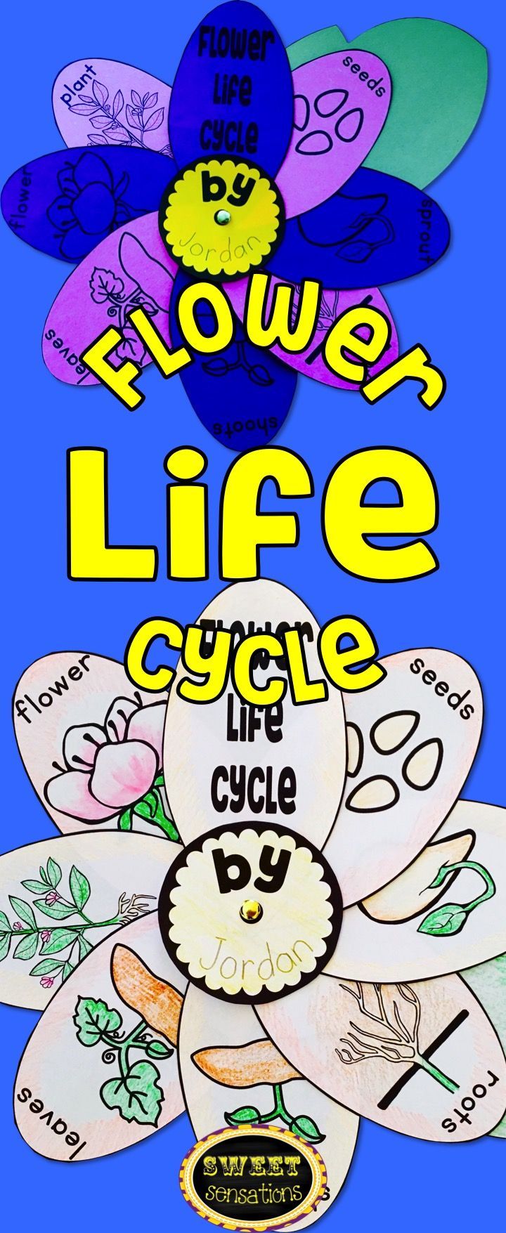 Get 85 Spring Life Cycle Worksheet Ideas 29