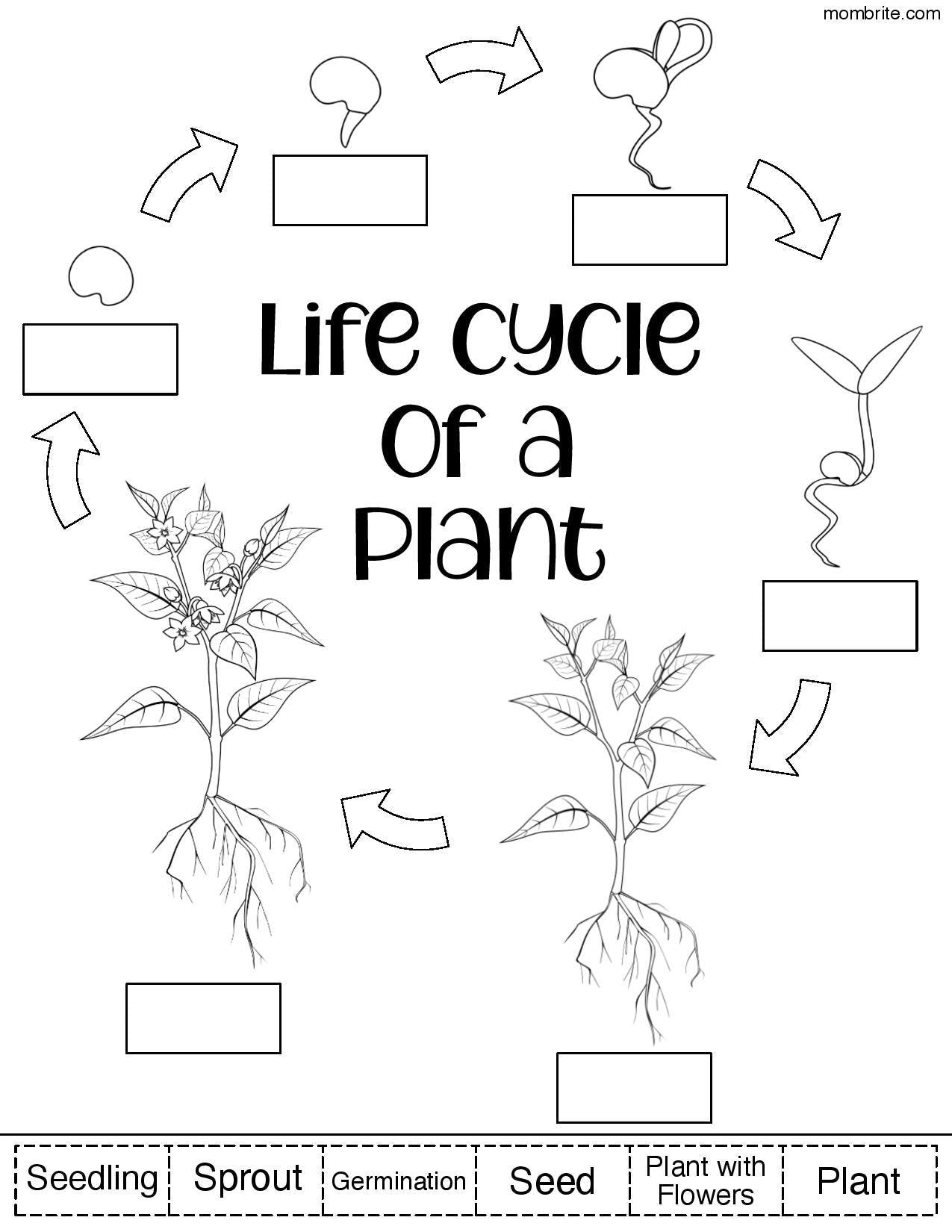 Get 85 Spring Life Cycle Worksheet Ideas 32