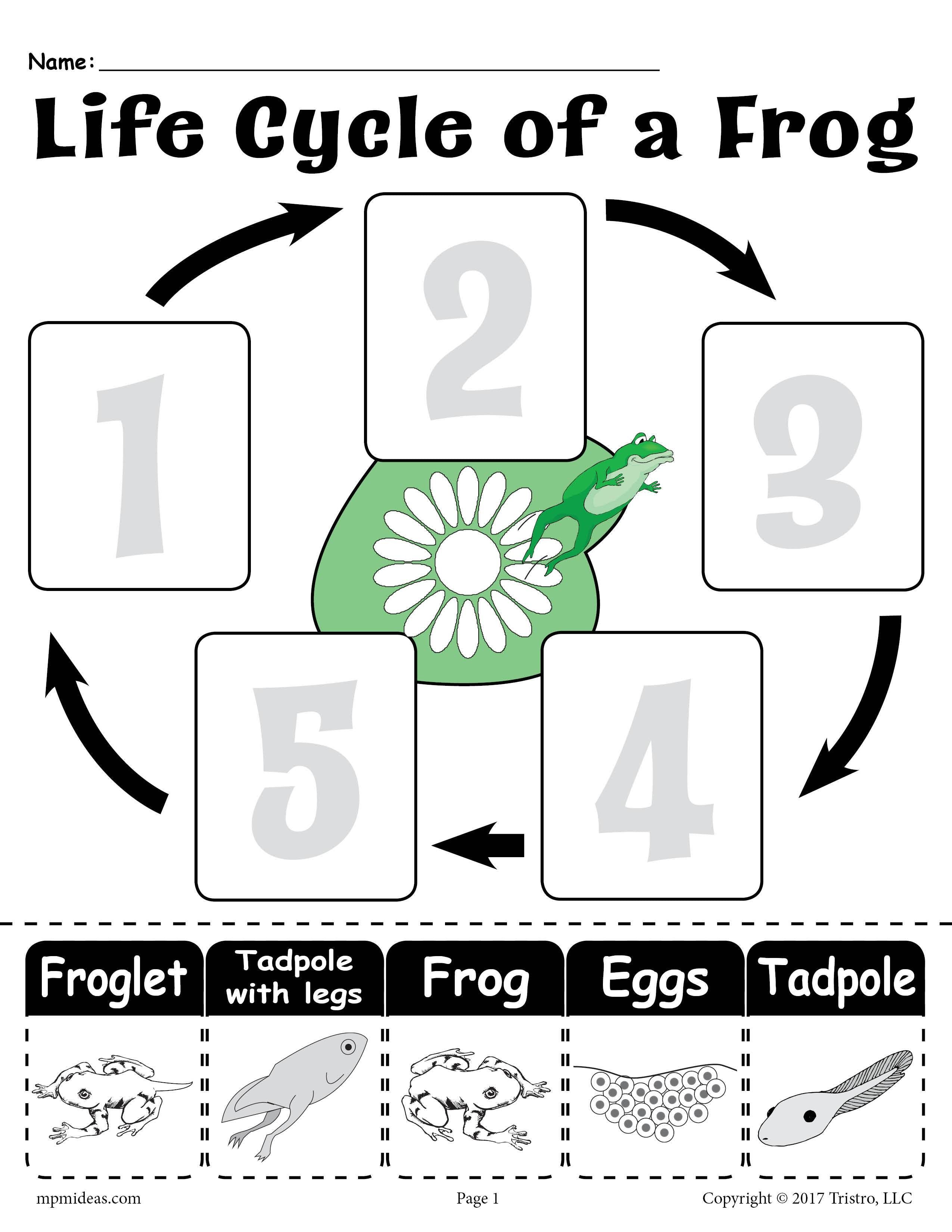 Get 85 Spring Life Cycle Worksheet Ideas 33