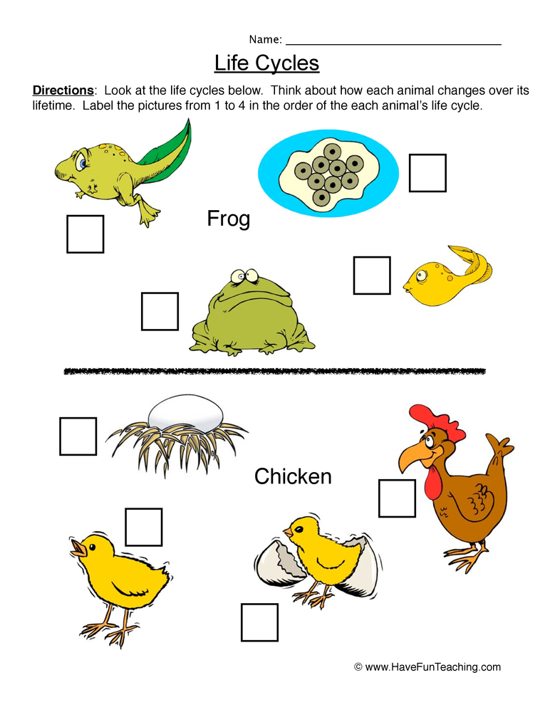 Get 85 Spring Life Cycle Worksheet Ideas 34