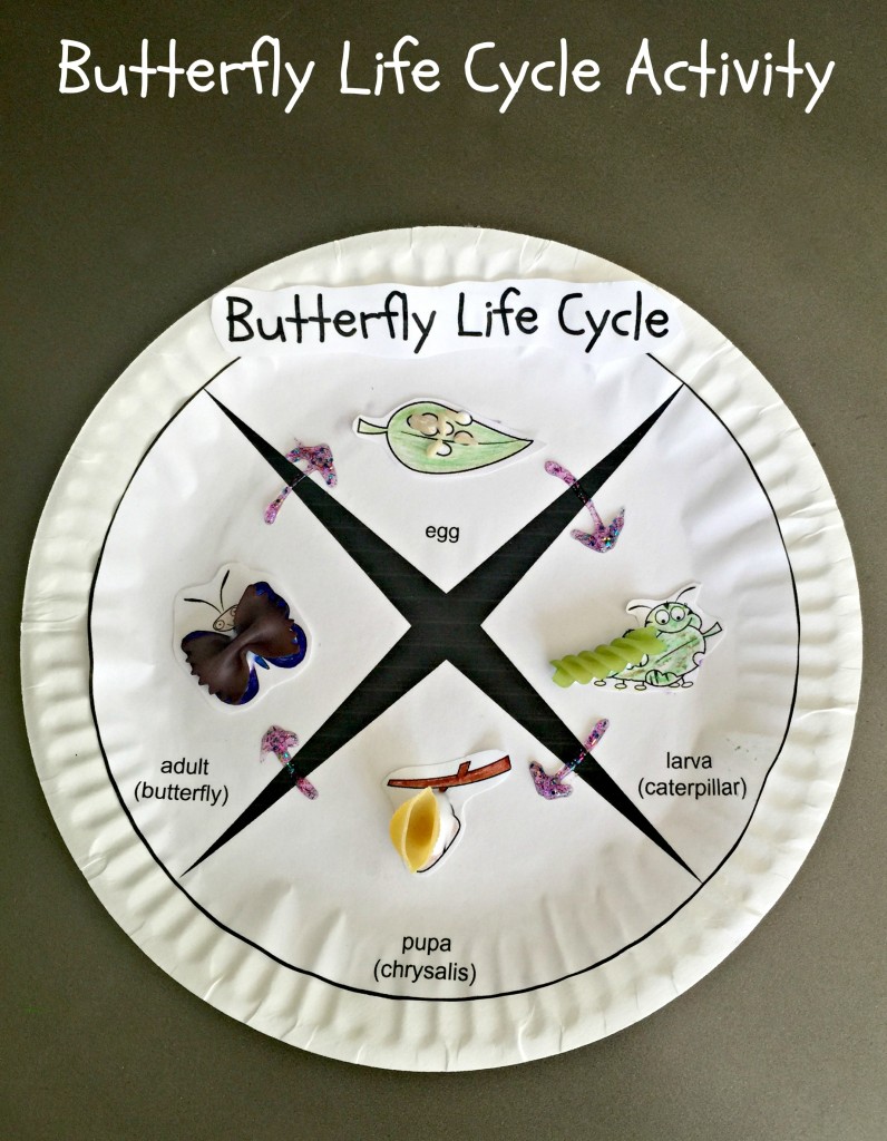 Get 85 Spring Life Cycle Worksheet Ideas 52