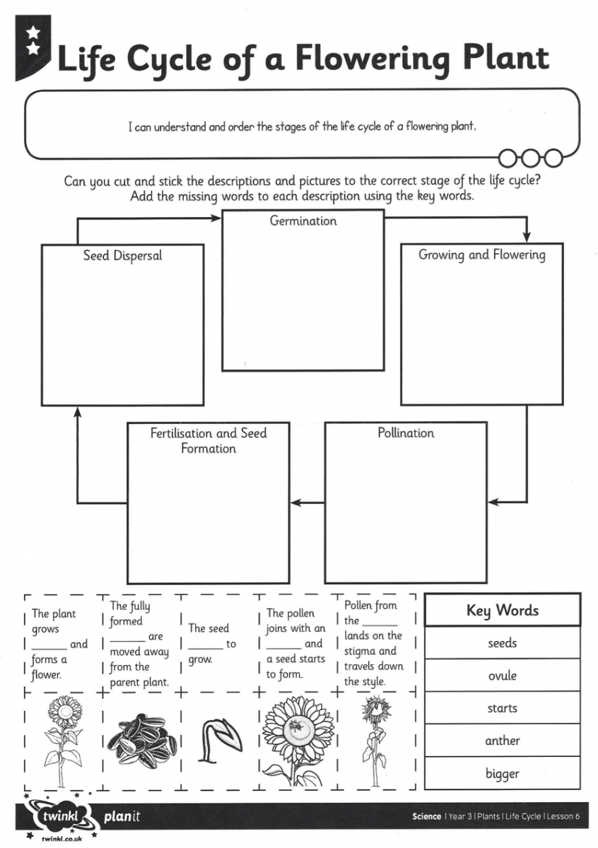 Get 85 Spring Life Cycle Worksheet Ideas 53