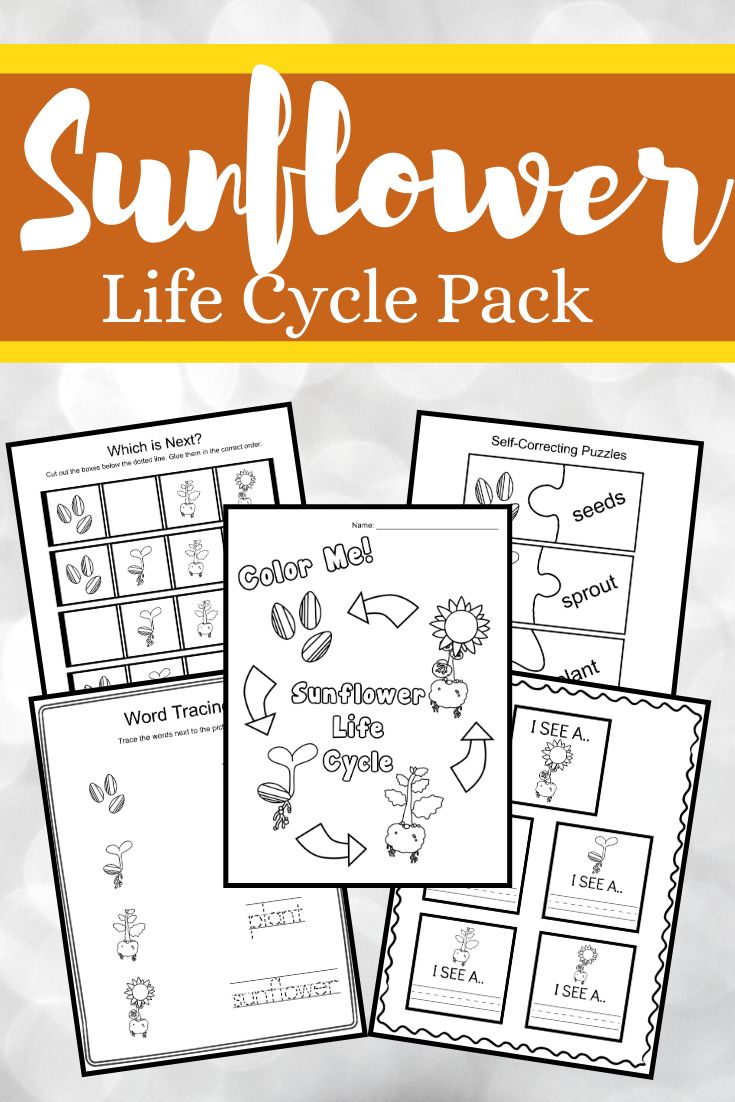 Get 85 Spring Life Cycle Worksheet Ideas 54