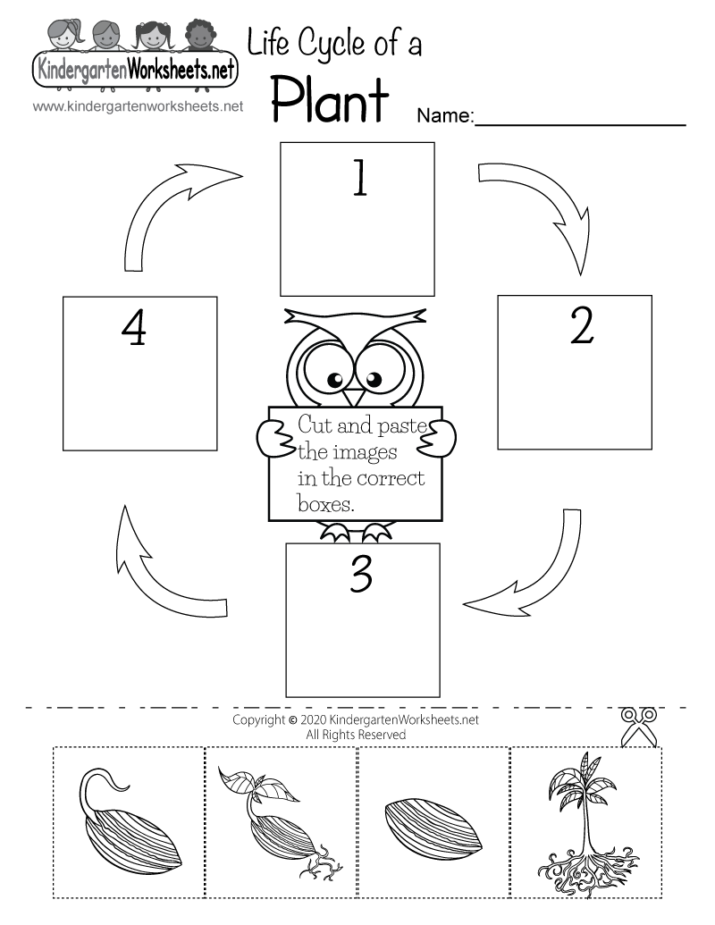 Get 85 Spring Life Cycle Worksheet Ideas 55