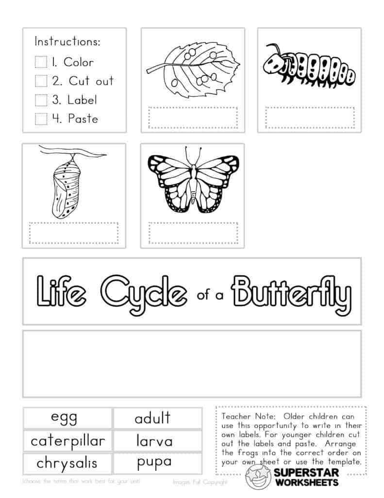 Get 85 Spring Life Cycle Worksheet Ideas 56