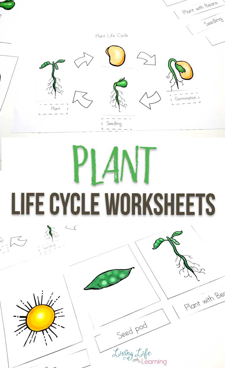 Get 85 Spring Life Cycle Worksheet Ideas 58