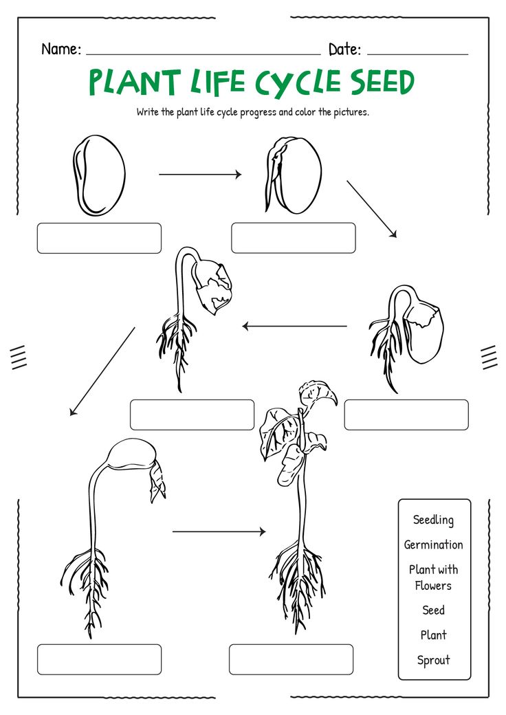 Get 85 Spring Life Cycle Worksheet Ideas 63