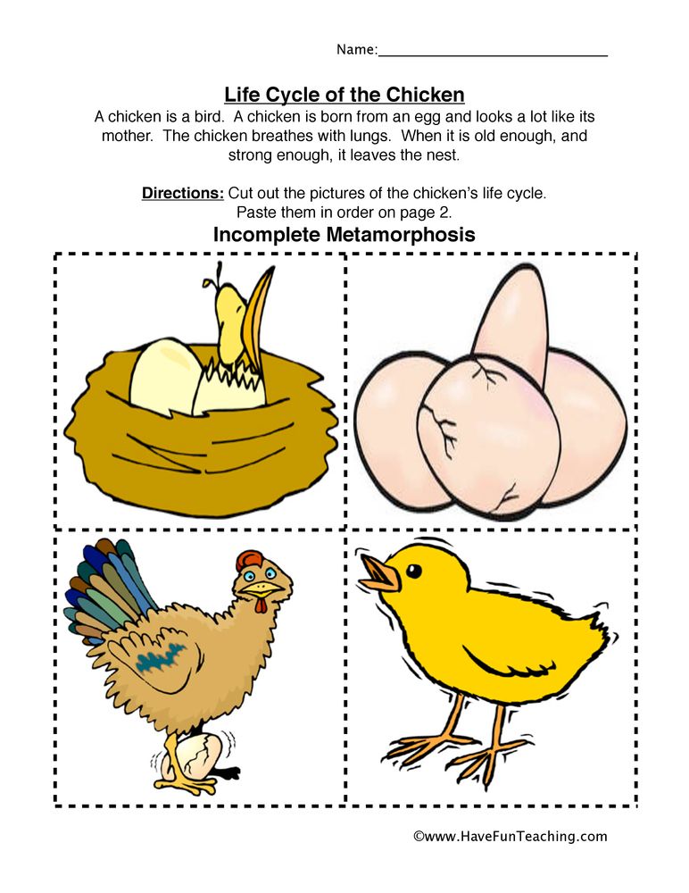 Get 85 Spring Life Cycle Worksheet Ideas 69