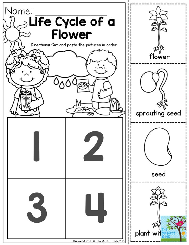 Get 85 Spring Life Cycle Worksheet Ideas 71