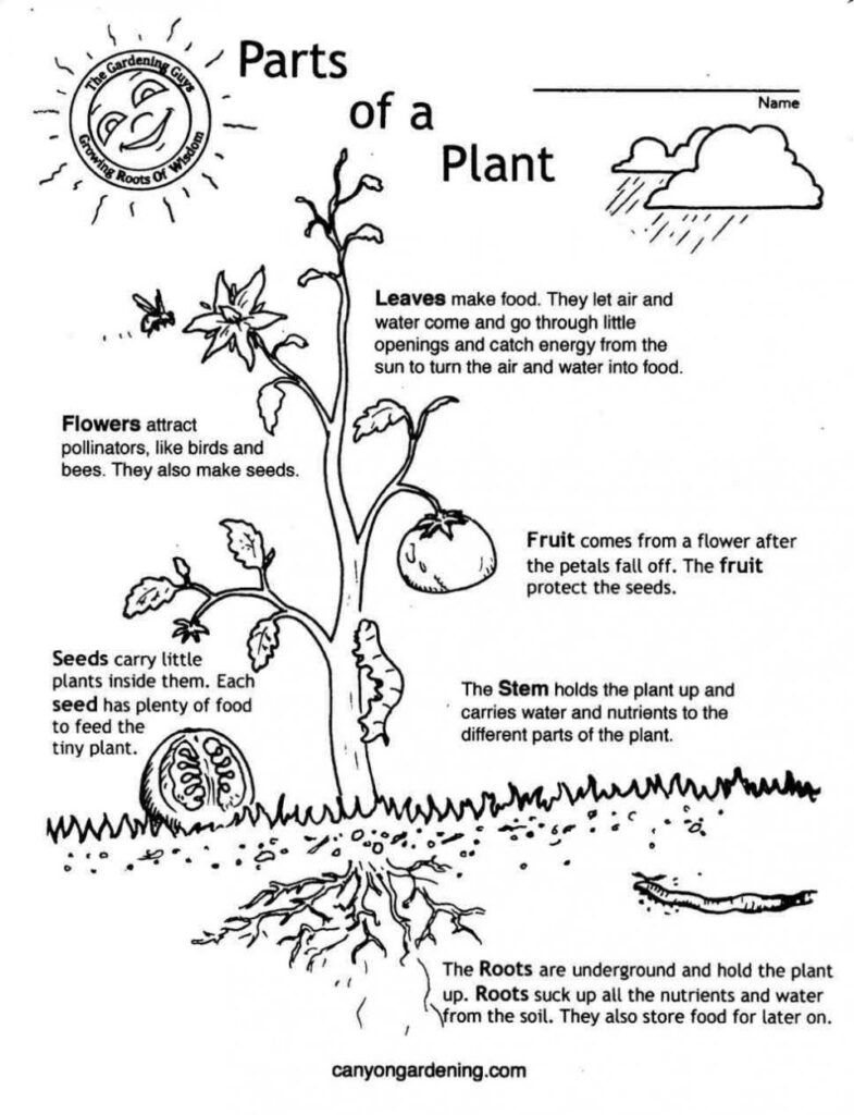 Get 85 Spring Life Cycle Worksheet Ideas 73