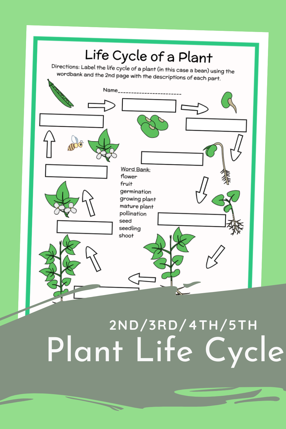 Get 85 Spring Life Cycle Worksheet Ideas 77