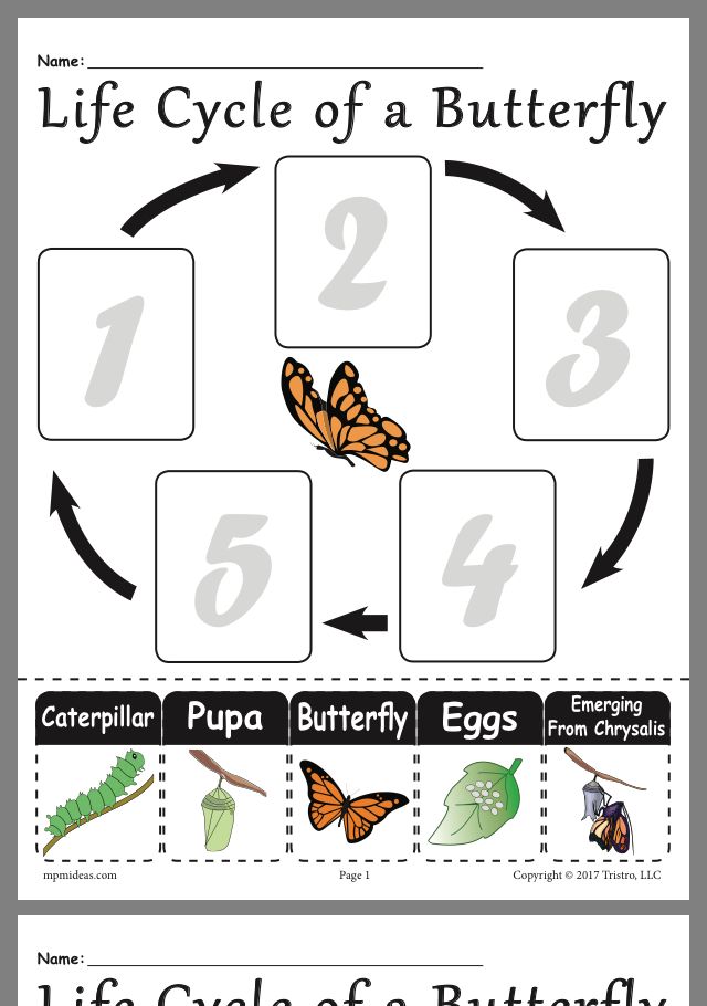 Get 85 Spring Life Cycle Worksheet Ideas 84