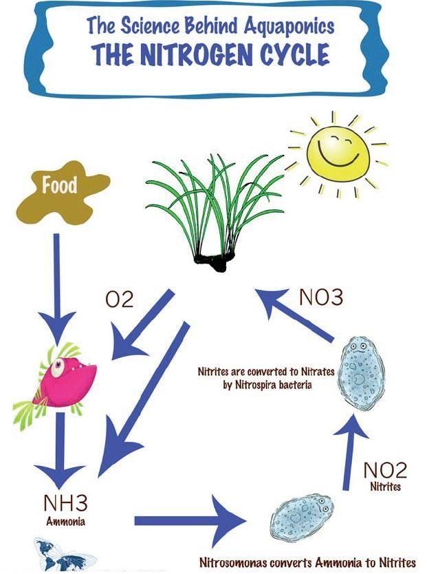 Get 85 Worksheet On Nitrogen Cycle Ideas 38