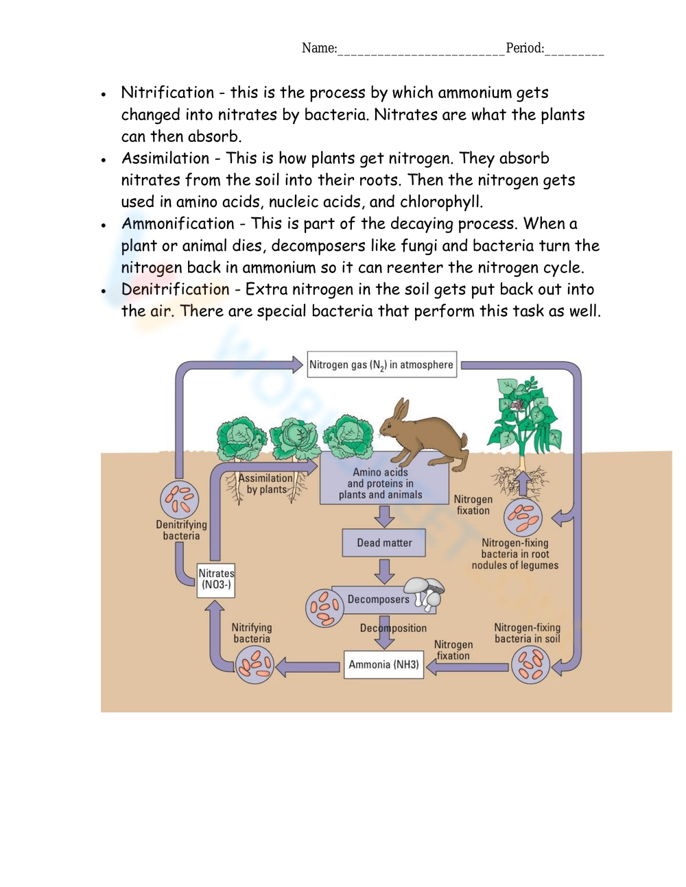 Get 85 Worksheet On Nitrogen Cycle Ideas 51