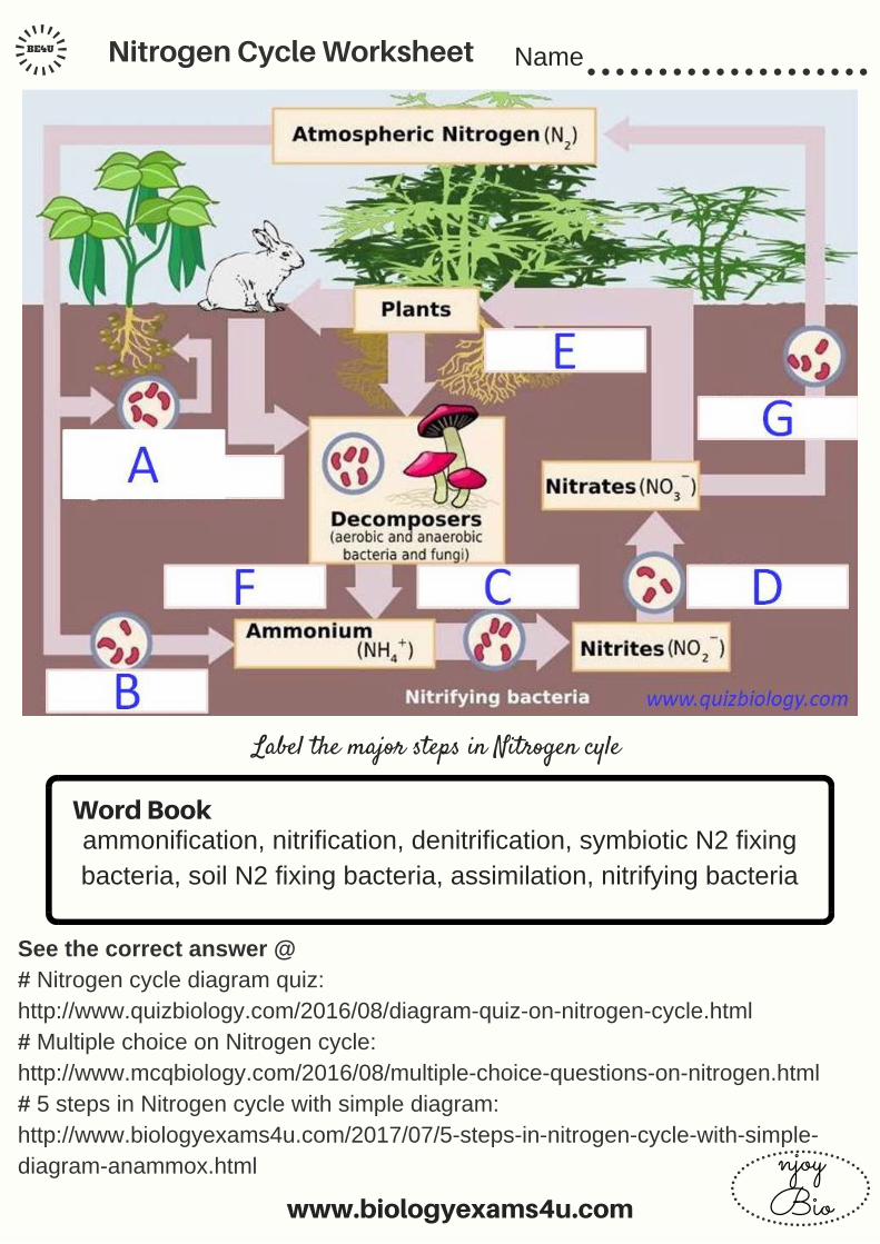 Get 85 Worksheet On Nitrogen Cycle Ideas 64