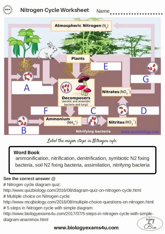 Get 85 Worksheet On Nitrogen Cycle Ideas 82