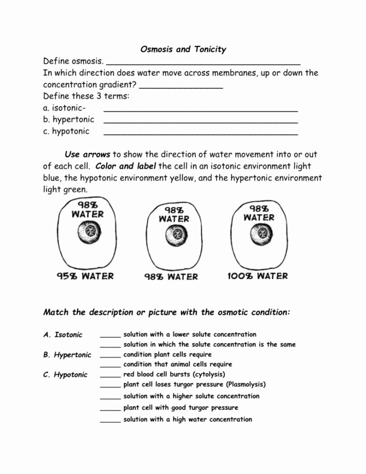 Best 45 Diffusion And Osmosis Worksheets Ideas 23