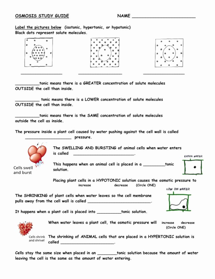 Best 45 Diffusion And Osmosis Worksheets Ideas 35